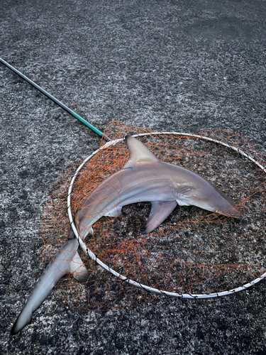 サメの釣果