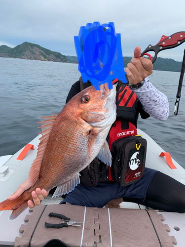 タイの釣果