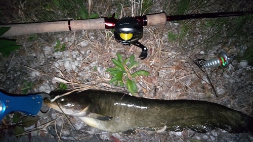 ナマズの釣果