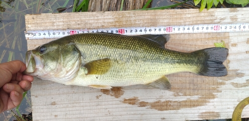 ブラックバスの釣果