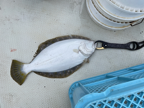 ヒラメの釣果