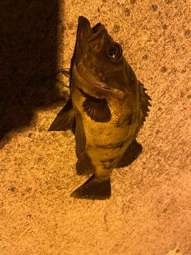 メバルの釣果