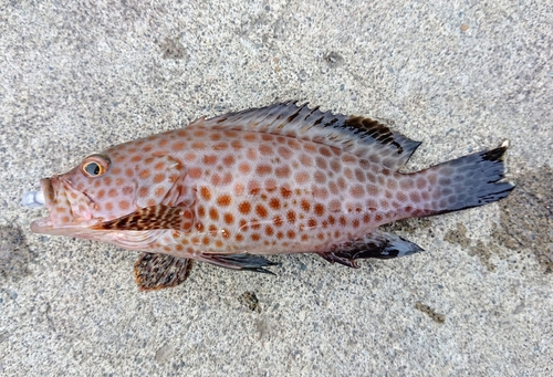 オオモンハタの釣果