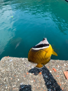 チョウチョウウオの釣果