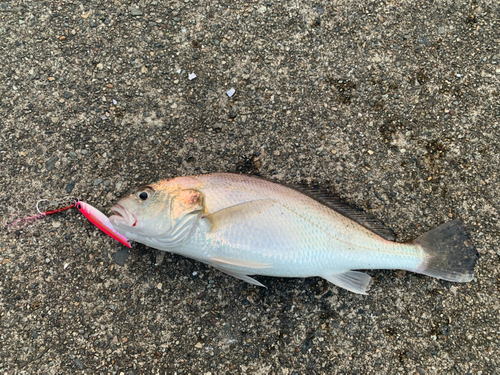 イシモチの釣果