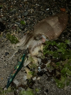 モンゴウイカの釣果