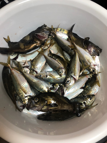 アジの釣果