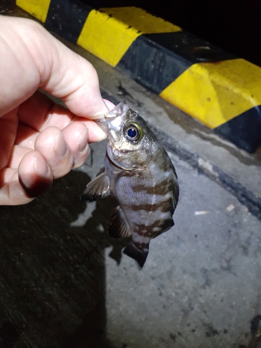 シロメバルの釣果