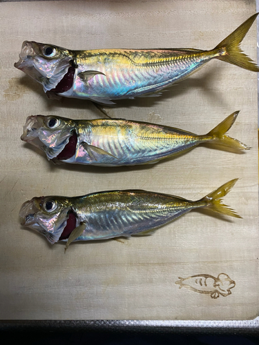 アジの釣果