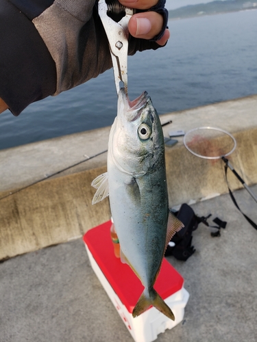 ワカシの釣果