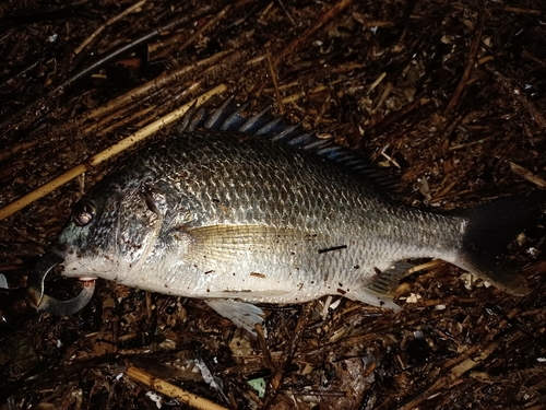 キビレの釣果