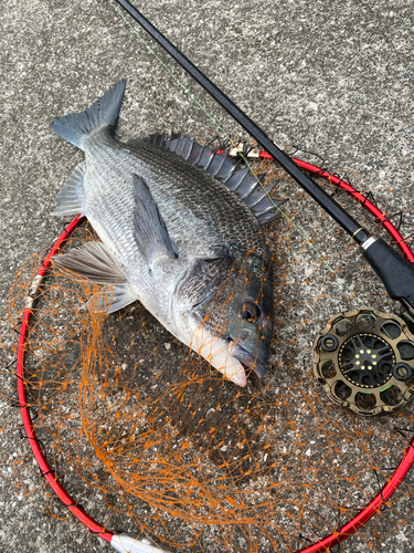 クロダイの釣果