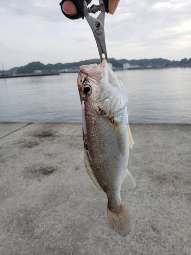 シログチの釣果