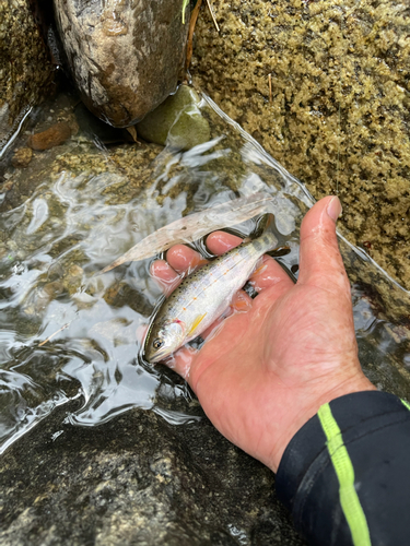 アマゴの釣果