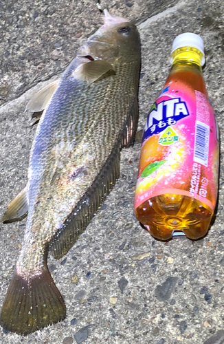 イシモチの釣果