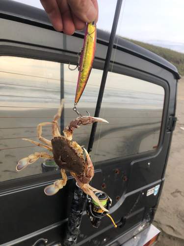 カニの釣果