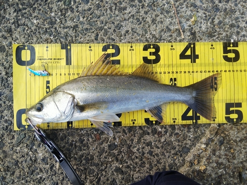 シーバスの釣果