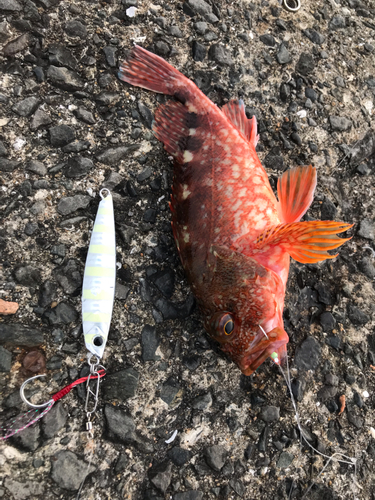 アラカブの釣果