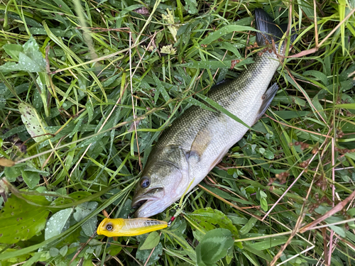 ラージマウスバスの釣果