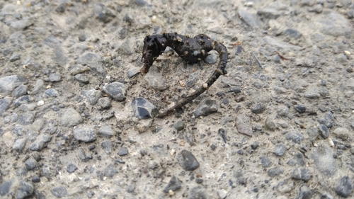 タツノオトシゴの釣果