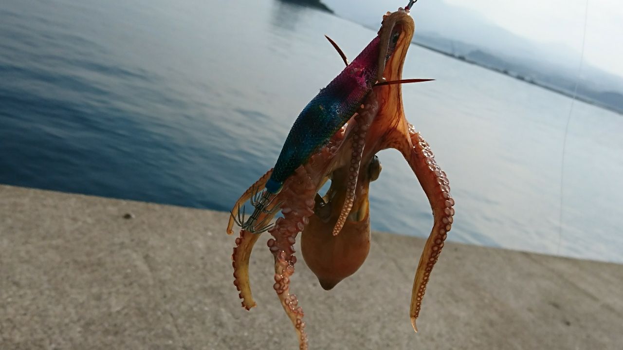 タコ