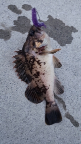 ベッコウゾイの釣果