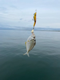 ヒイラギの釣果