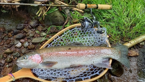 ニジマスの釣果