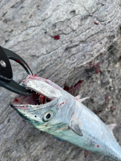 サゴシの釣果