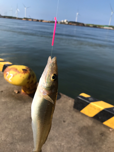 キスの釣果