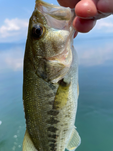 ハスの釣果