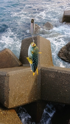 シマフグの釣果