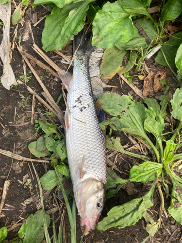 ニゴイの釣果