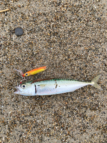 サバの釣果