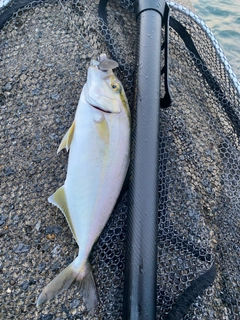 ショゴの釣果