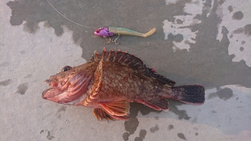 アラカブの釣果