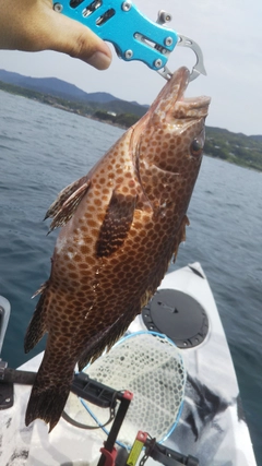 オオモンハタの釣果