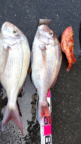 タイの釣果