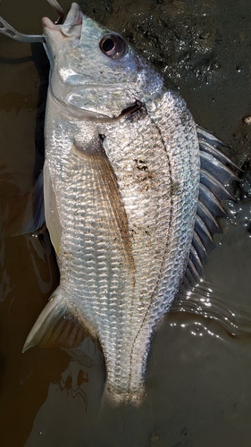 キチヌの釣果