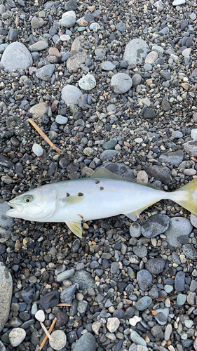 ワカシの釣果