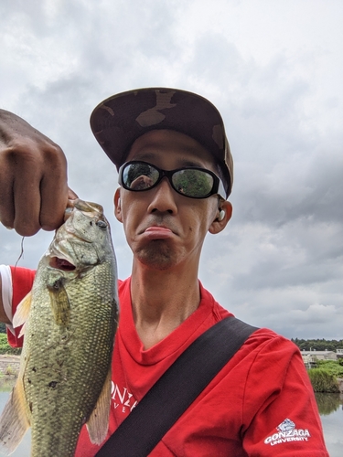 ラージマウスバスの釣果