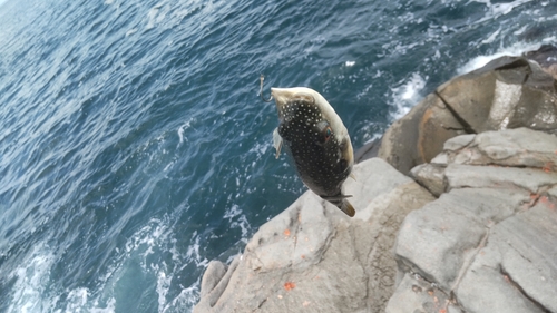 クサフグの釣果