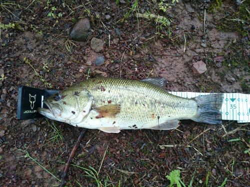 ブラックバスの釣果