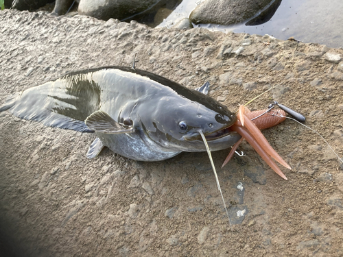 ナマズの釣果