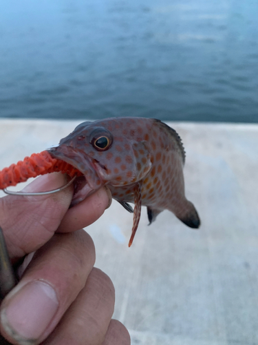 オオモンハタの釣果