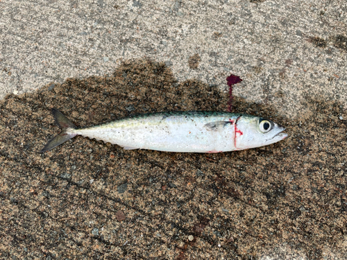 サバの釣果