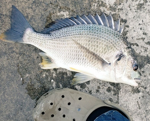 キビレの釣果