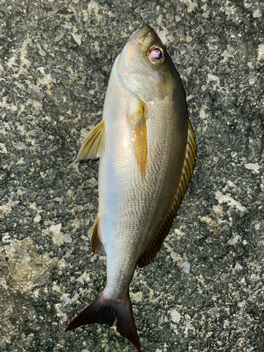 イサキの釣果