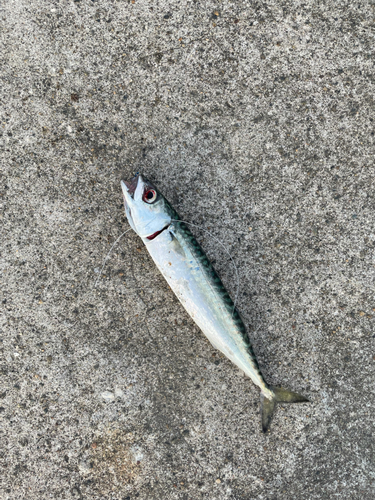 サバの釣果