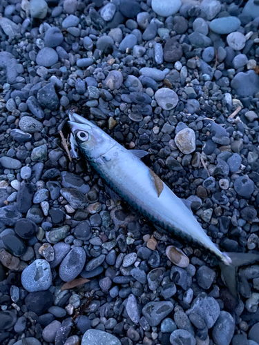 サバの釣果